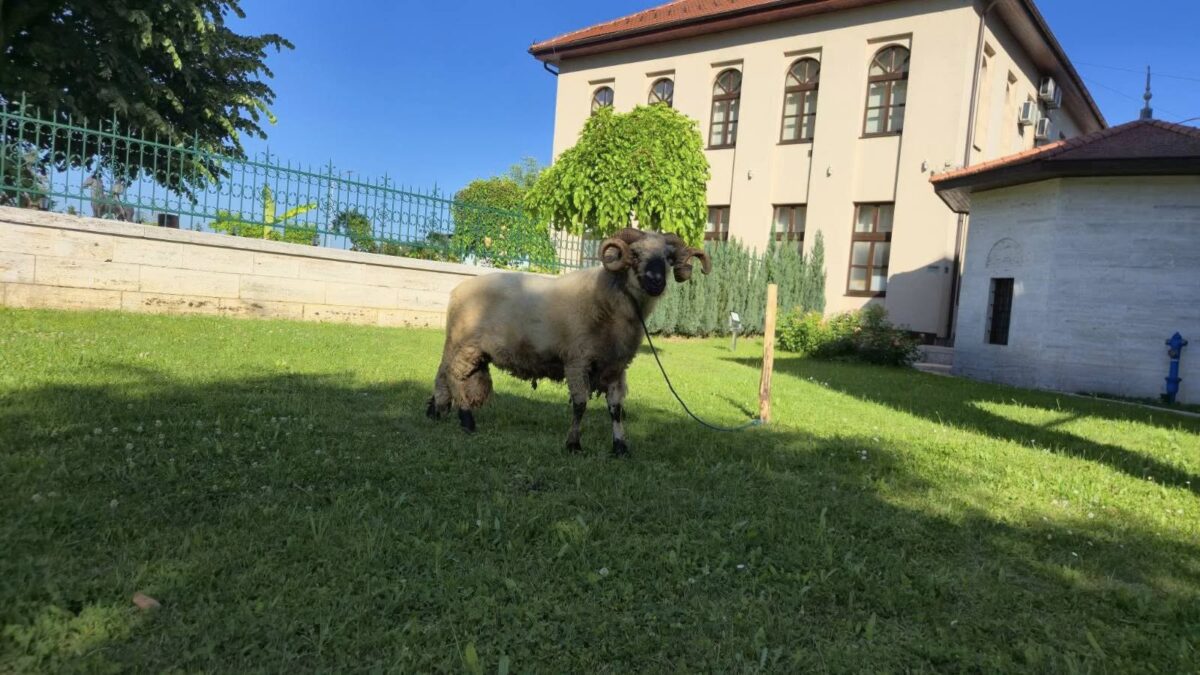 Kurban za vakifa Ferhat-pašu Sokolovića i reisu-l-ulemu Ibrahim-ef. Maglajlića”
